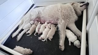 Great Pyrenees puppy